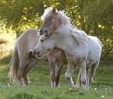 Valur und Gloi spielen a